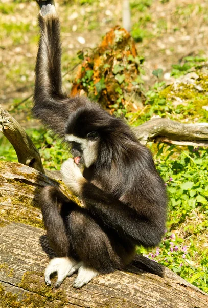 Opice Zvířata Život Příroda Fauna — Stock fotografie