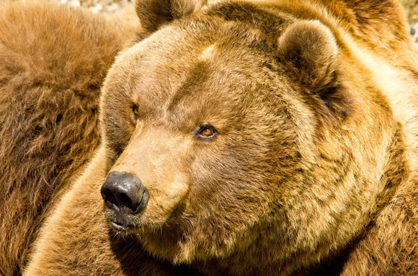 Braunbär Grizzly — Stockfoto
