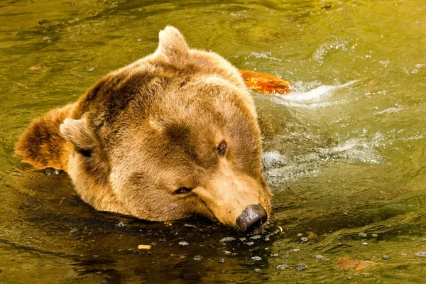 Braunbär Grizzly — Stockfoto