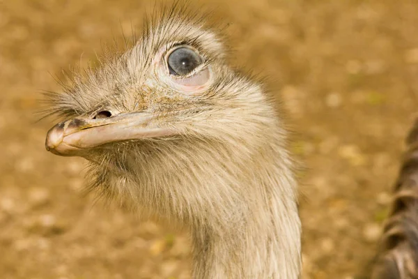 Scenic View Beautiful Ostriches Nature — Stock Photo, Image