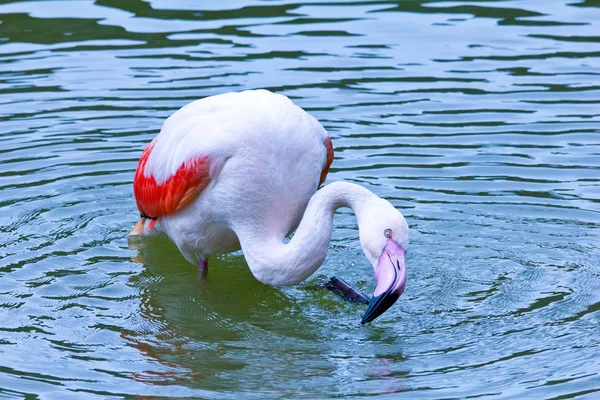 Schilderachtig Uitzicht Prachtige Flamingo Vogel Natuur — Stockfoto