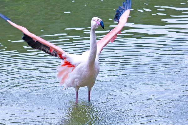 Malerischer Blick Auf Den Schönen Flamingo Vogel Der Natur — Stockfoto