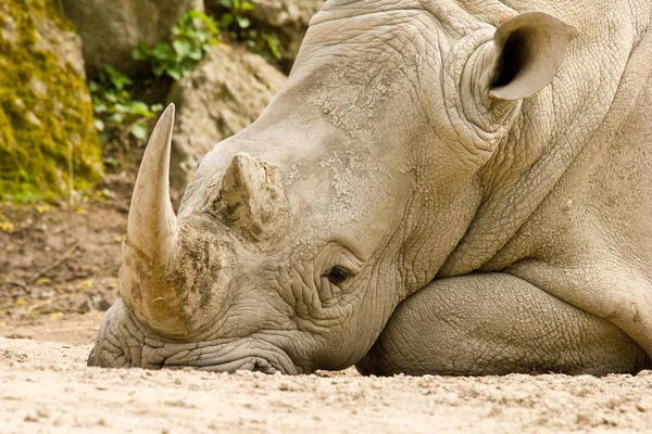 Afrikanisches Tier Nashornwesen Fauna — Stockfoto