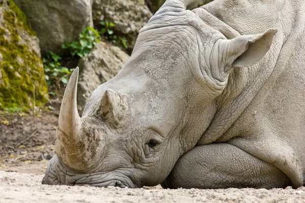 Animaux Africains Créature Rhinocéros Faune — Photo