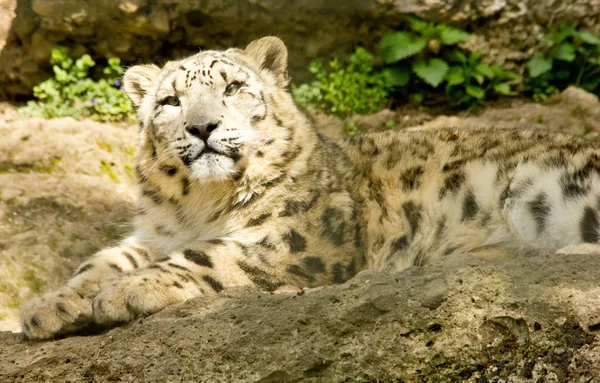 Leopard Predator Big Cat — Stock Photo, Image