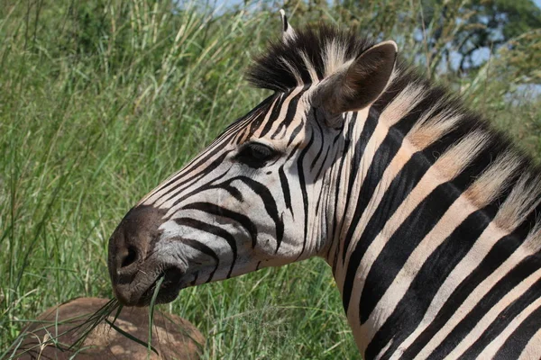 Black White Striped Zebra Animal Mammal — Stock Photo, Image