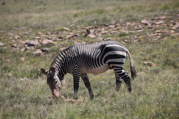 Capa Zebra Montanha Quase Exterminada — Fotografia de Stock