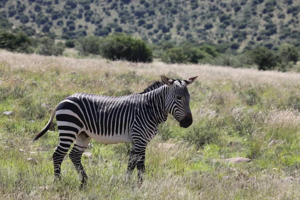 Cape Mountain Zebra Majdnem Kihalt — Stock Fotó