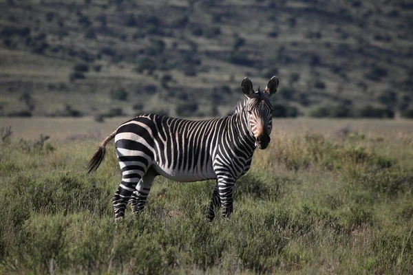 Capa Montanha Zebra Quase Extinto — Fotografia de Stock