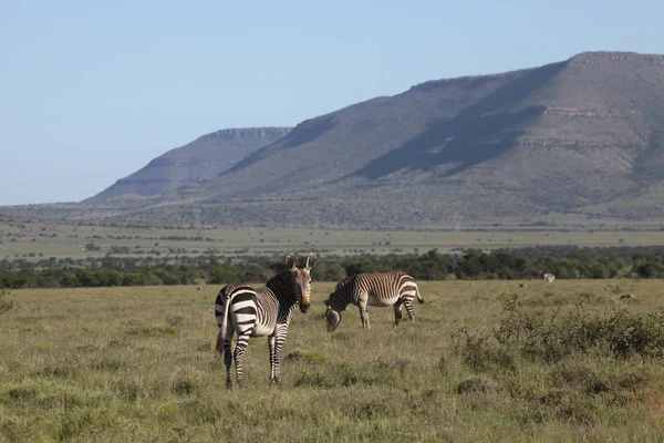 Kaap Berg Zebra Bijna Uitgestorven — Stockfoto