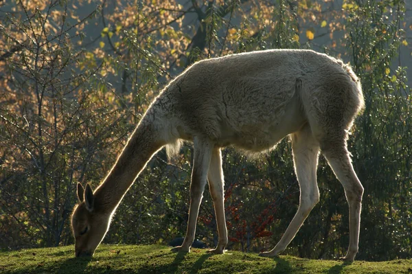 Llama Animal Divertido Animal Cuello Largo —  Fotos de Stock