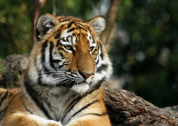 Тигр Кошачий Хищник — стоковое фото