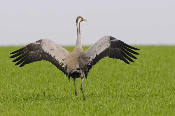 Vue Panoramique Bel Oiseau Nature — Photo