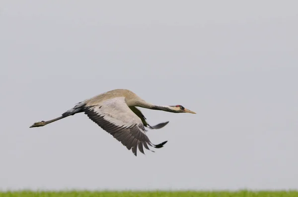 Vista Panorámica Hermoso Pájaro Naturaleza — Foto de Stock