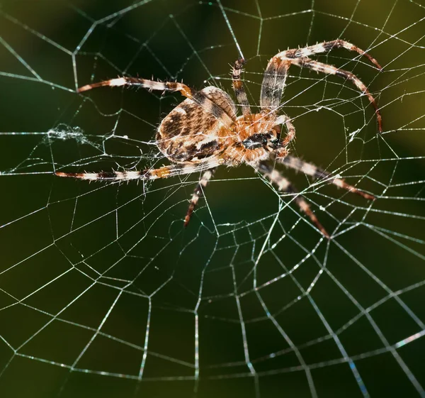 Una Araña Trabajando Una Telaraña Vista Desde Abajo — Foto de Stock