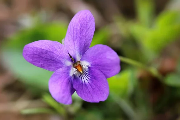 Blossom Violet Flower Petals — Stock Photo, Image