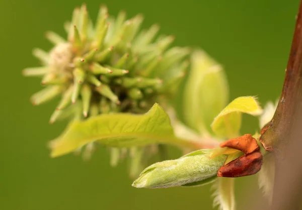 Nature Flore Branches Saules — Photo