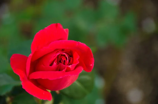 Detail Red Rose Seen Front — Stock Photo, Image