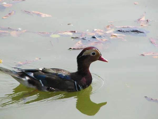 Vogelthema Outdoor Shot — Stockfoto