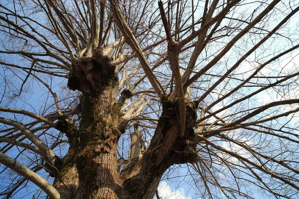 Ramos Árvore Flora Botânica — Fotografia de Stock