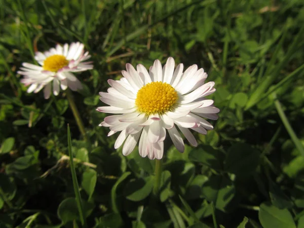 Marguerite Jaune Bellis Perennis — Photo