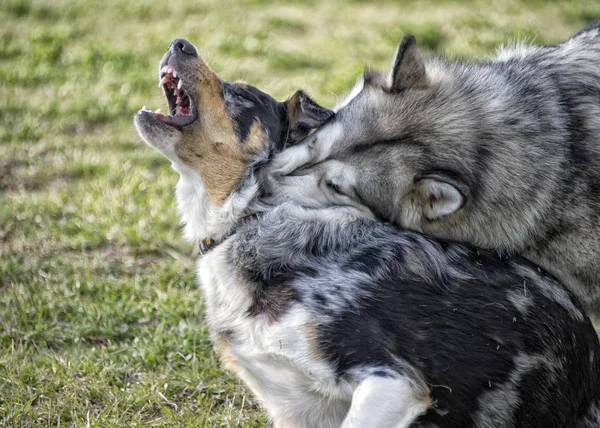 Tatlı Köpeklerin Açık Hava Çekimi — Stok fotoğraf