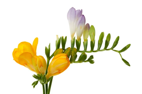 Freesia Com Flor Kospen Contra Fundo Branco — Fotografia de Stock