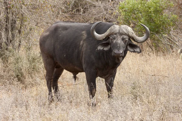 Búfalo Africano Syncerus Caffer — Fotografia de Stock