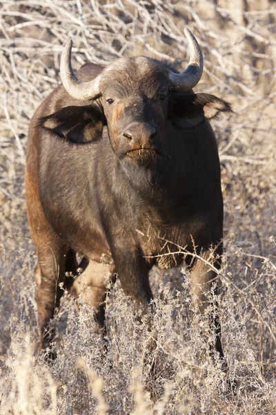 Búfalo Africano Syncerus Caffer — Fotografia de Stock