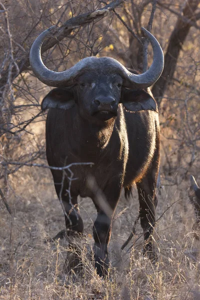 African Buffalo Syncerus Caffer — Stock Photo, Image