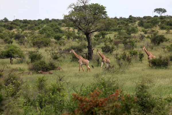 Животный Мир Жирафы Дикой Природы Флоры Фауны — стоковое фото
