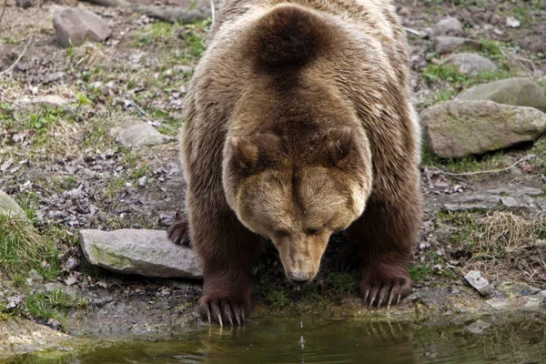 Коричневий Ведмідь Тварина Грізлі — стокове фото