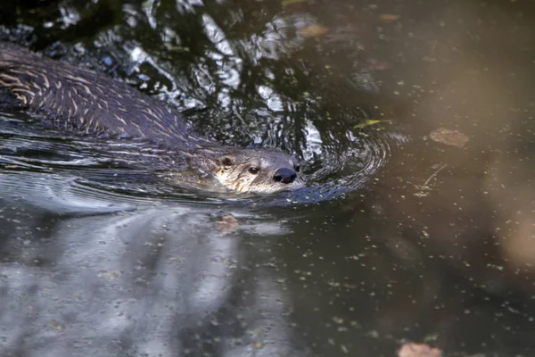 Närbild Djur Zoo — Stockfoto