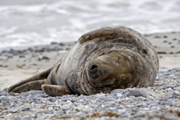 Grijze Zeehond Het Strand Van Helgoland Duin — Stockfoto