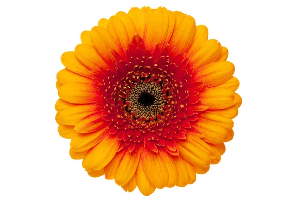 Красива Гербера Ромашка Пелюстки Квітів — стокове фото