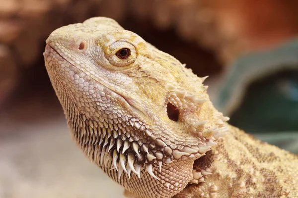 Vilda Djur Ödla Djur Leguanreptil — Stockfoto