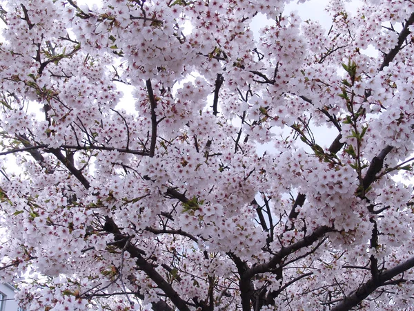 Mooi Botanisch Schot Natuurlijk Behang — Stockfoto