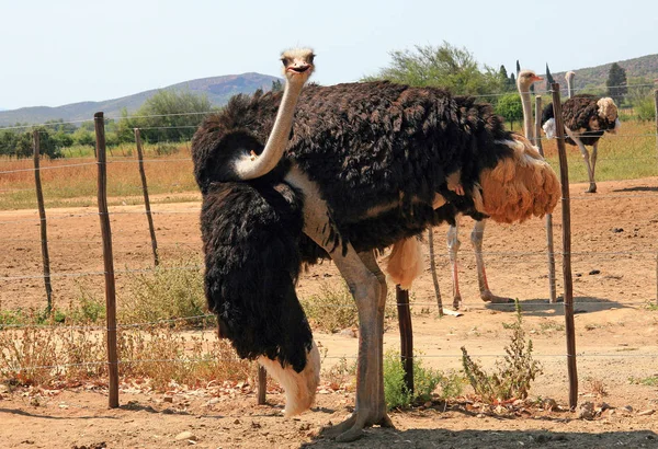 Scenic View Beautiful Ostriches Nature — Stock Photo, Image