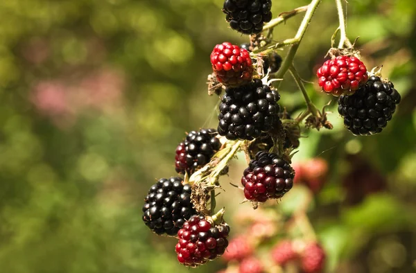 Ramo Com Brambleberries Rasgando Vermelho Preto Verão Sol Profundidade Rasa — Fotografia de Stock