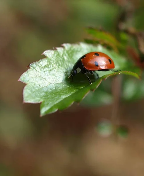 Closeup View Cute Ladybug Insect — Stock Photo, Image