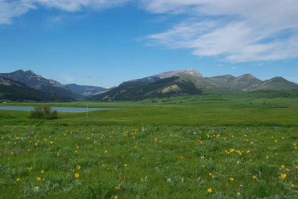 Bloemen Weiden Meer Rotspartijen Montana — Stockfoto