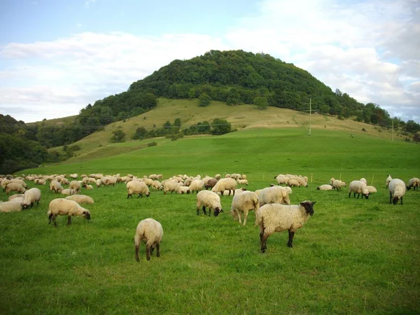 Troupeau Moutons Sous Achalm Près Reutlingen — Photo