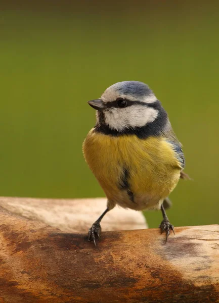 Vista Cênica Belo Pássaro Titmouse — Fotografia de Stock