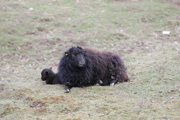 Breton Trpasličí Ovce Jehňaty — Stock fotografie