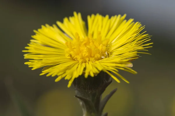 Gelb Bluehender Huflattich Fruehjahr Yellow Coltsfoot Bloomed Het Voorjaar — Stockfoto