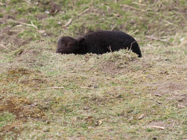 Ovelha Anão Dormindo Cordeiro Tierpark Sababurg — Fotografia de Stock