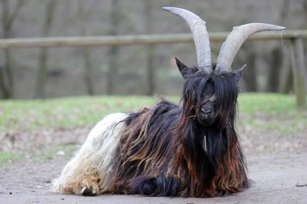 Kambing Berbulu Hitam Berleher Shaggy Tierpark Sababurg — Stok Foto