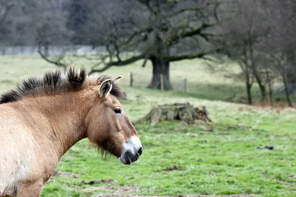 Przewalski Front Old Oak Tierpark Sababurg — Stock Photo, Image