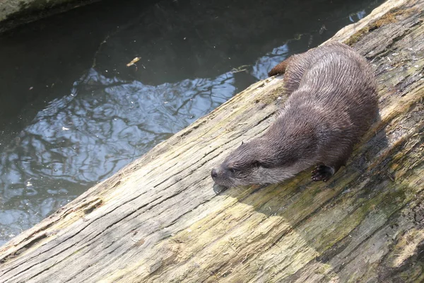 Otter Animal Acuático Mamífero — Foto de Stock