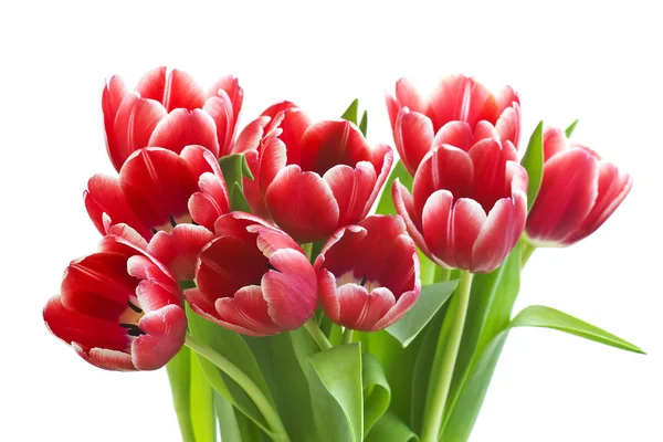 Schöne Tulpen Blütenblätter Frühlingsflora — Stockfoto